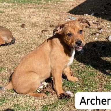 Archer