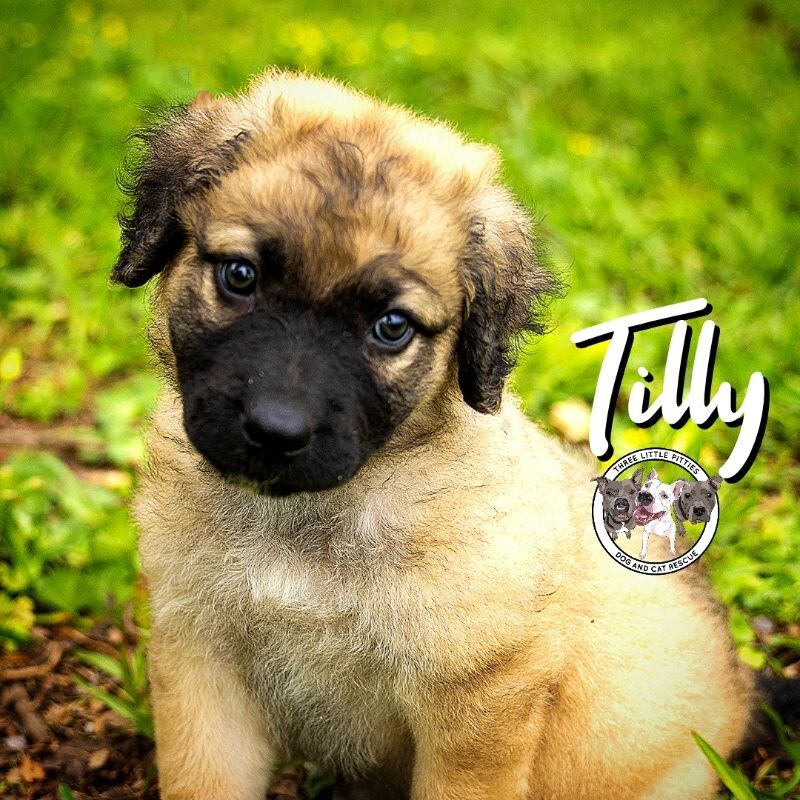 Tilly New Caney