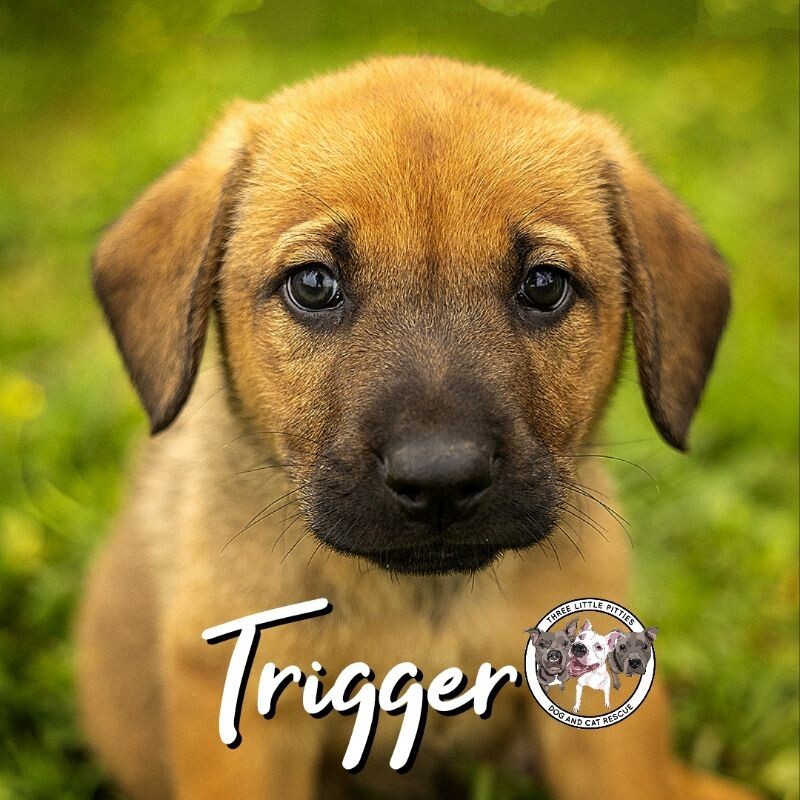 Trigger New Caney