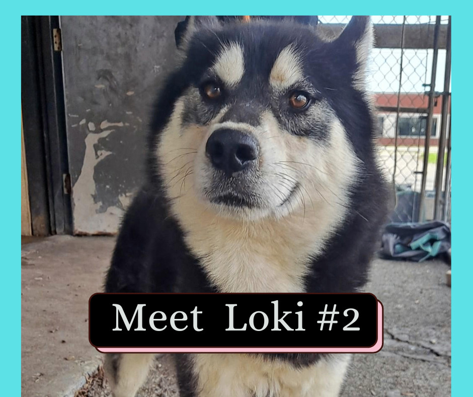 Loki #2