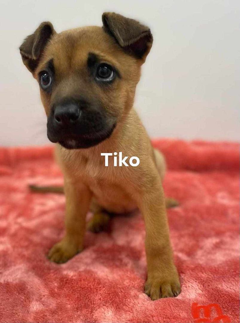 TIKO