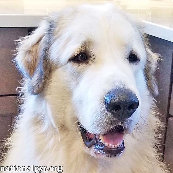 Henry in MD - Expert Snuggler, Adores Attention!