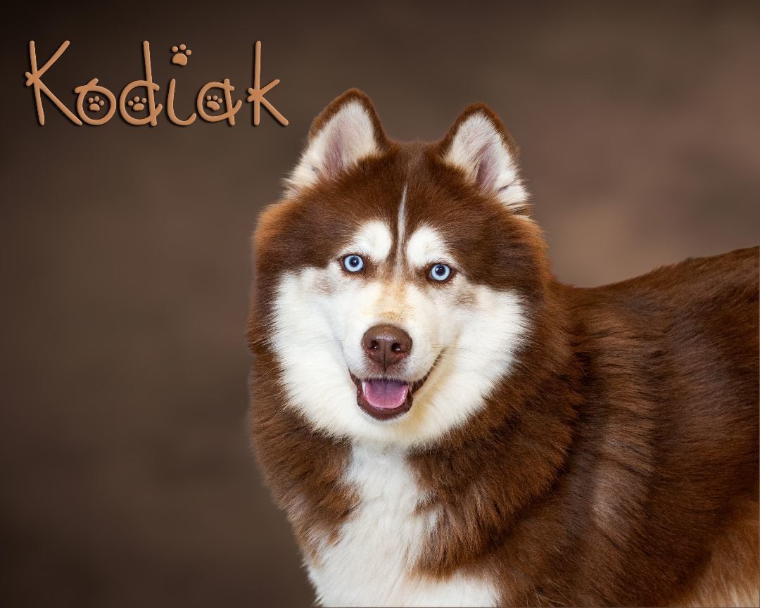 Kodiak