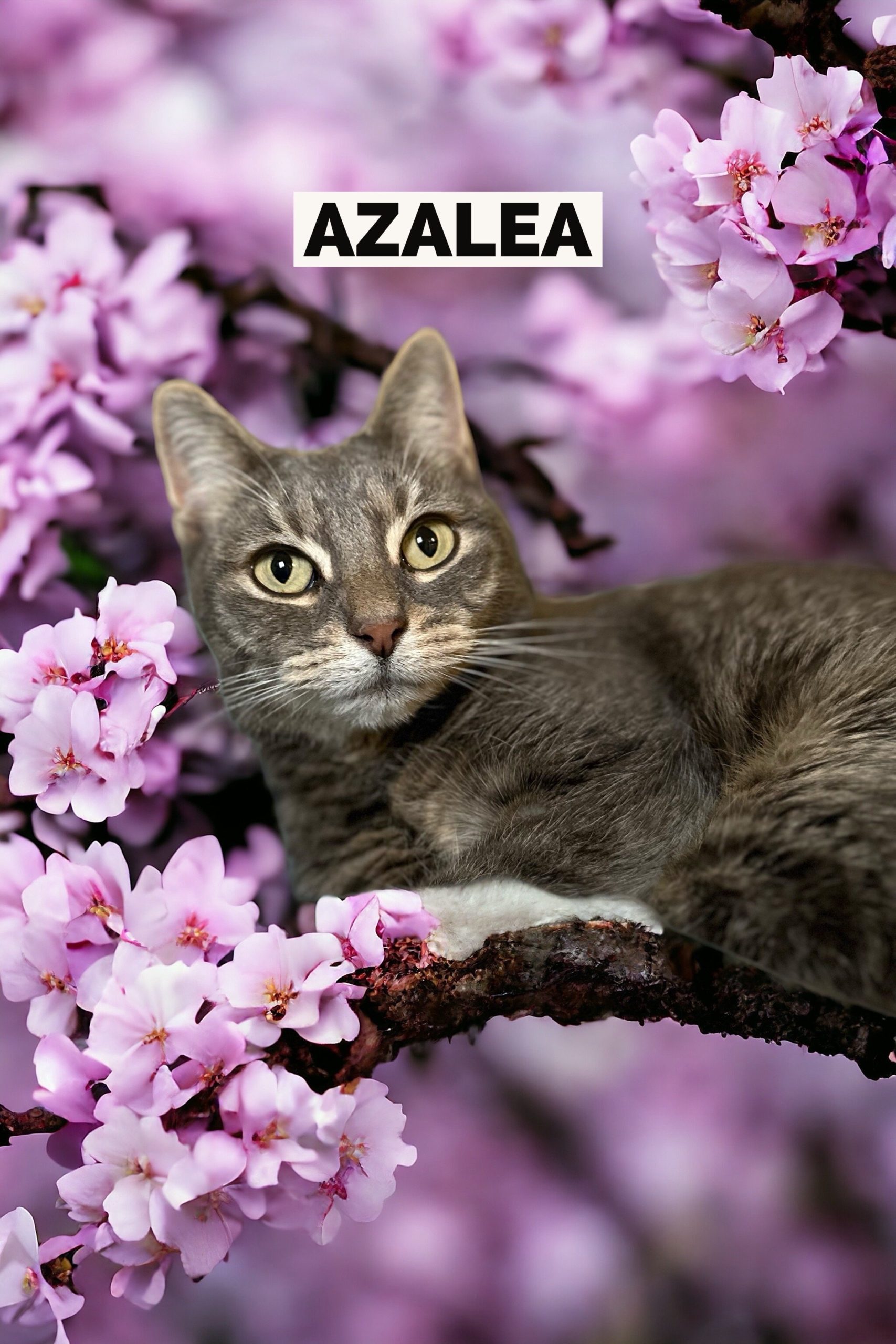 Azalea