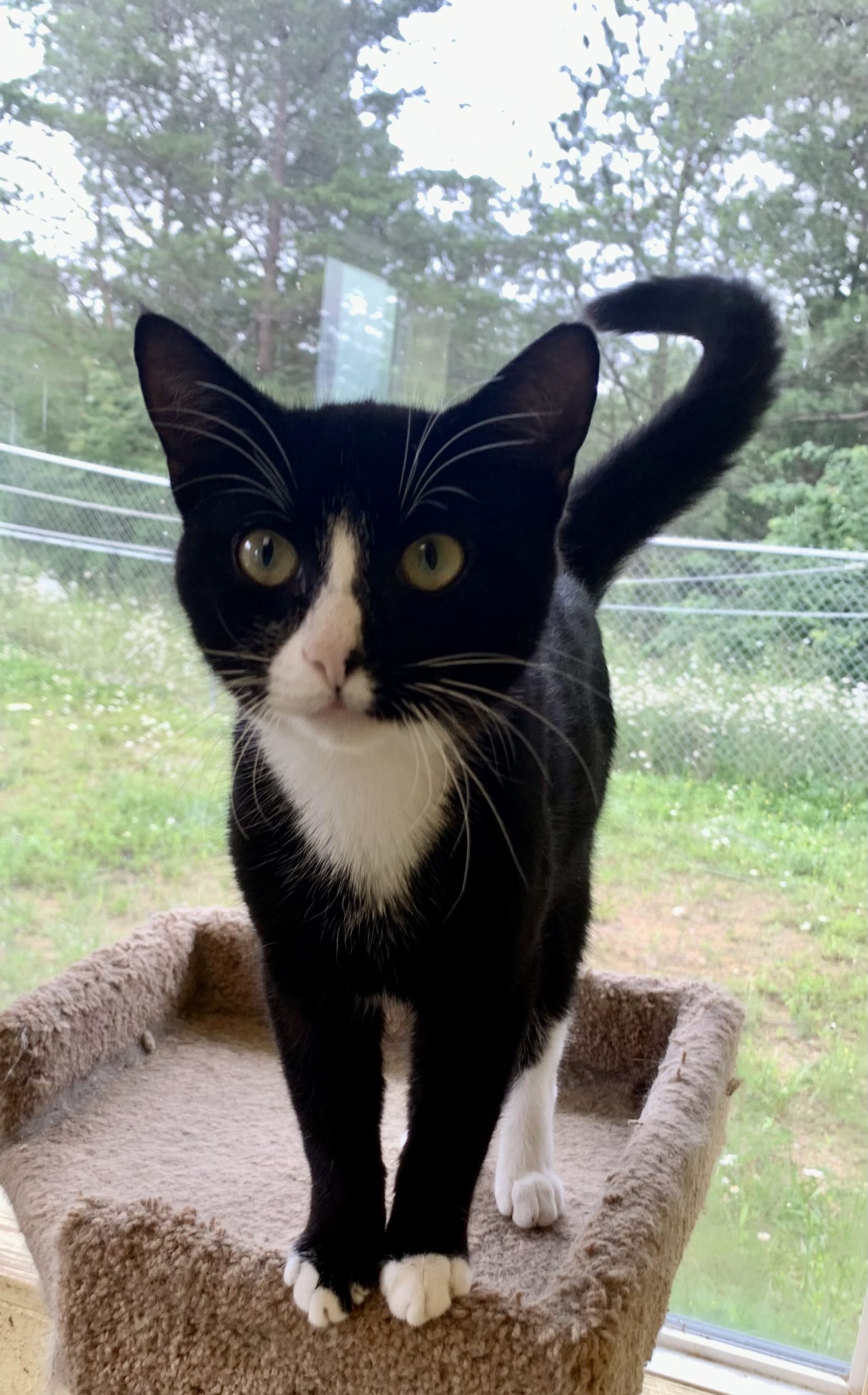 TUX (Neutered!)