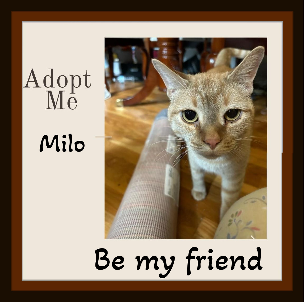 Milo - Huge Heart, Prefers Women, Lovey