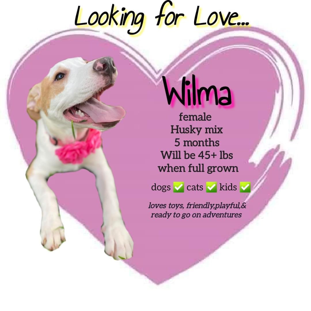 WILMA