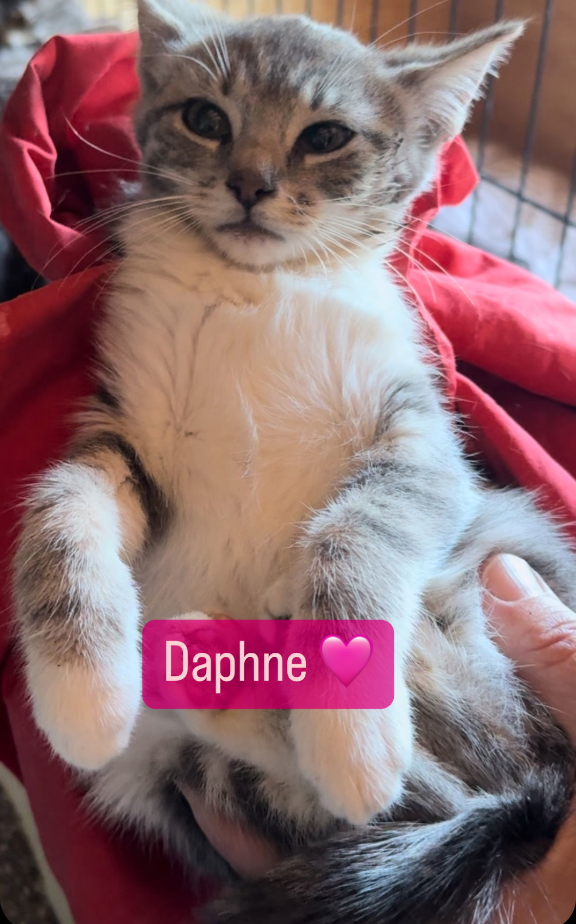 Daphne