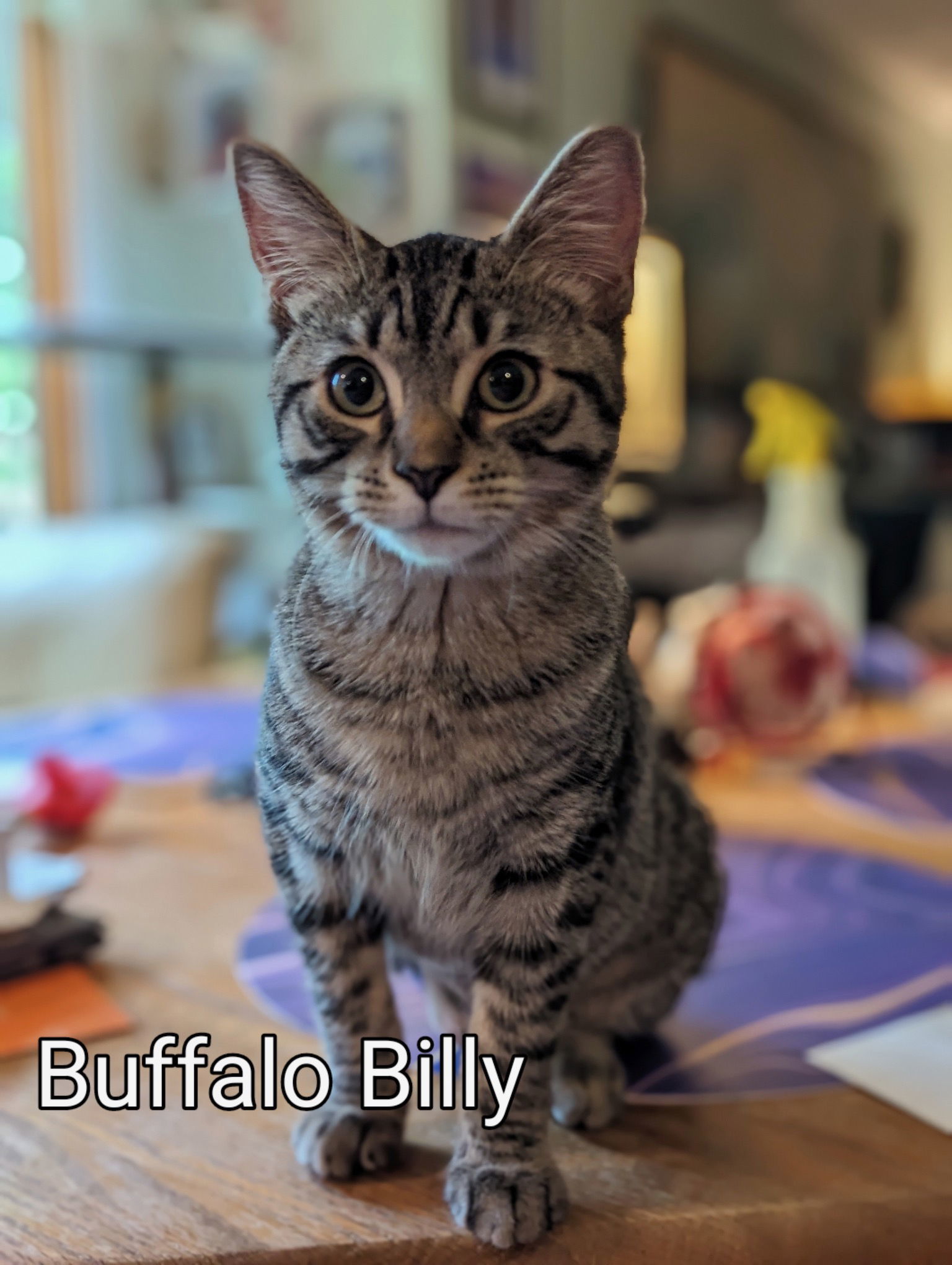 Buffalo Billy - Special needs- Tripod