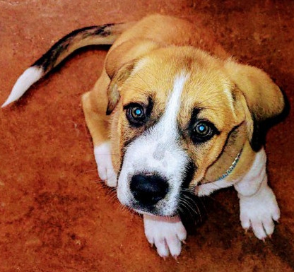 Great Pyr Puppies: Honey