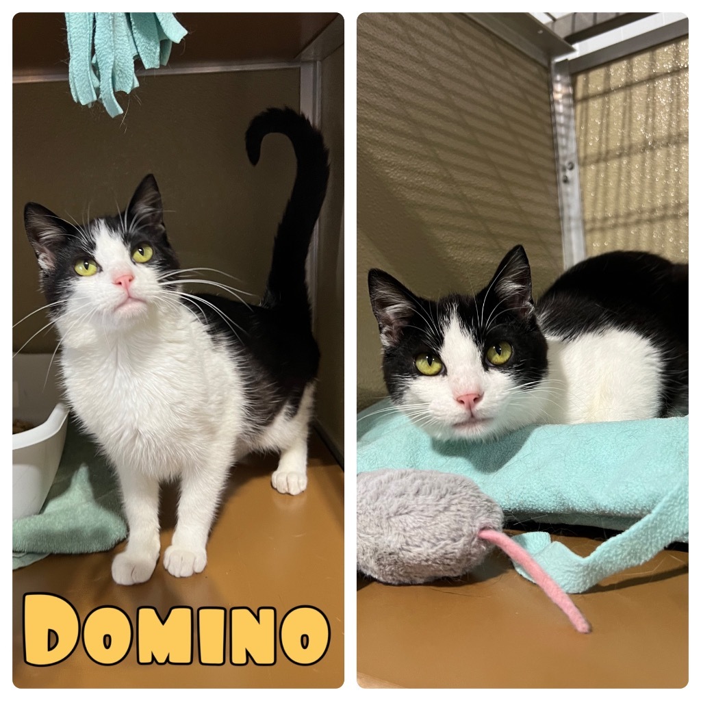 Domino