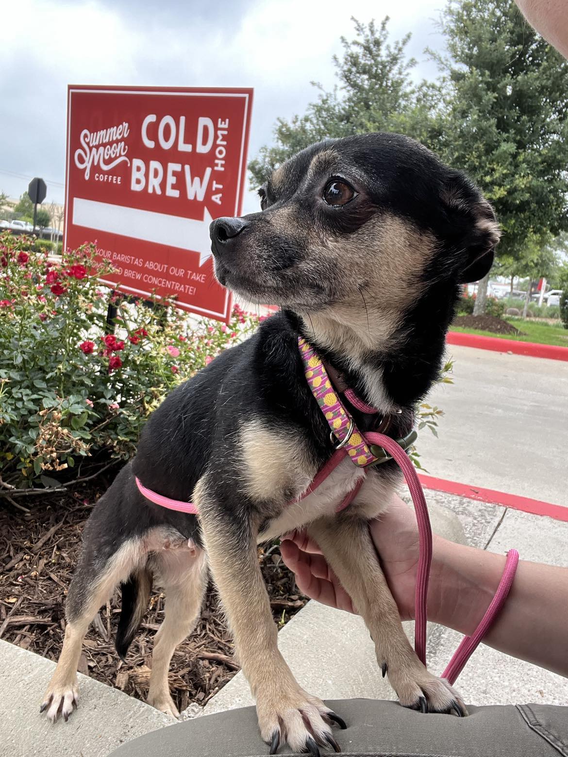 Cookie is ready for a Coffee Date *Meet & Greet in Kent, WA!