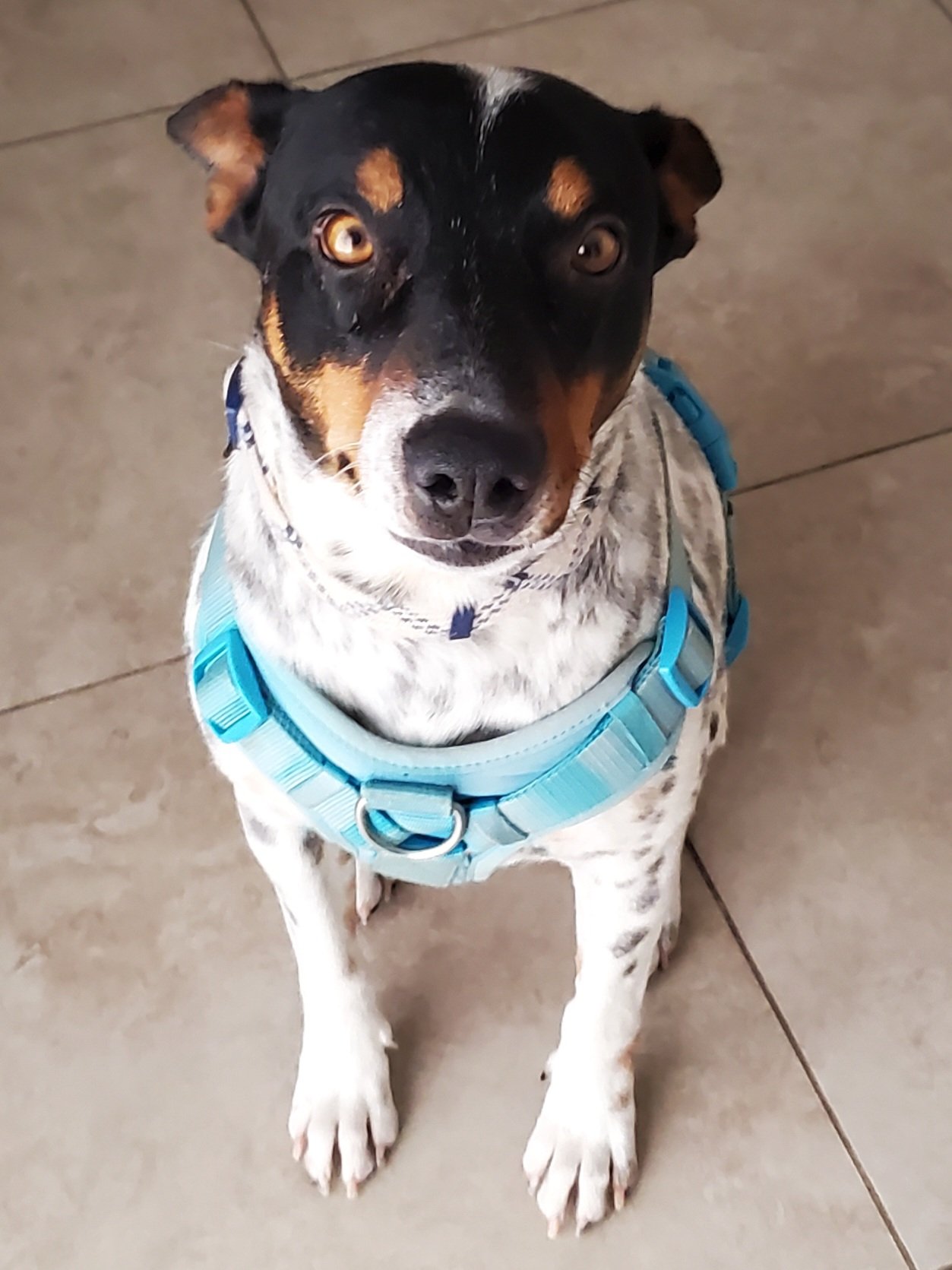 Stan the Man!!! Adorable cattle dog!!