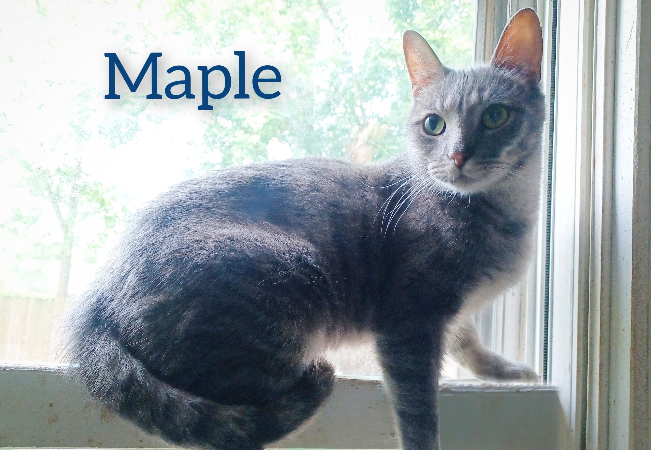 Maple