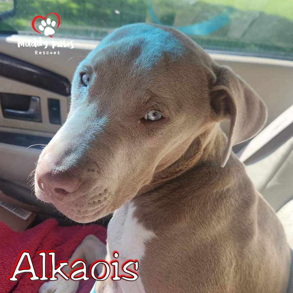 Alkaois