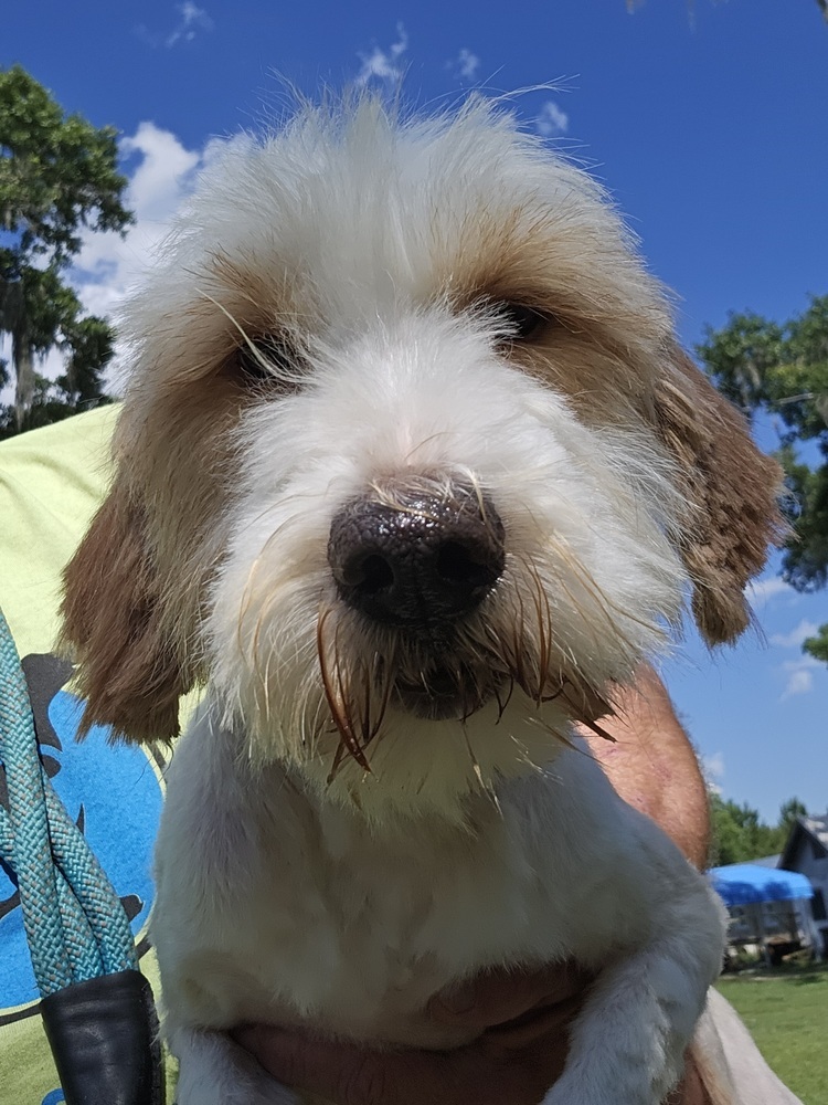 Tibetan Terriers