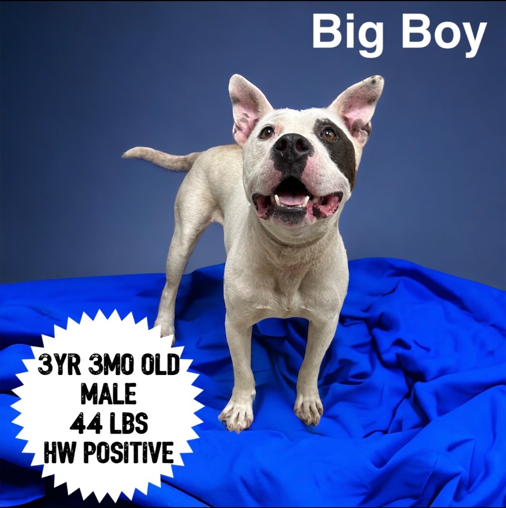 Big Boy