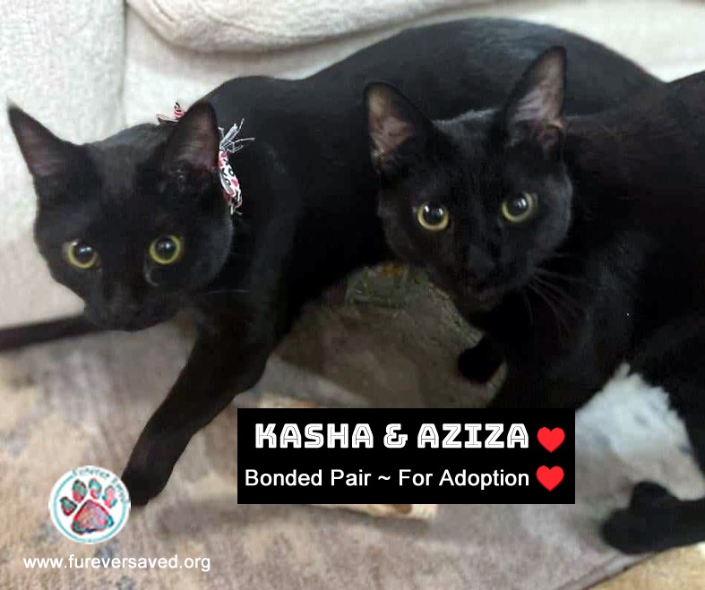 Kasha & Aziza