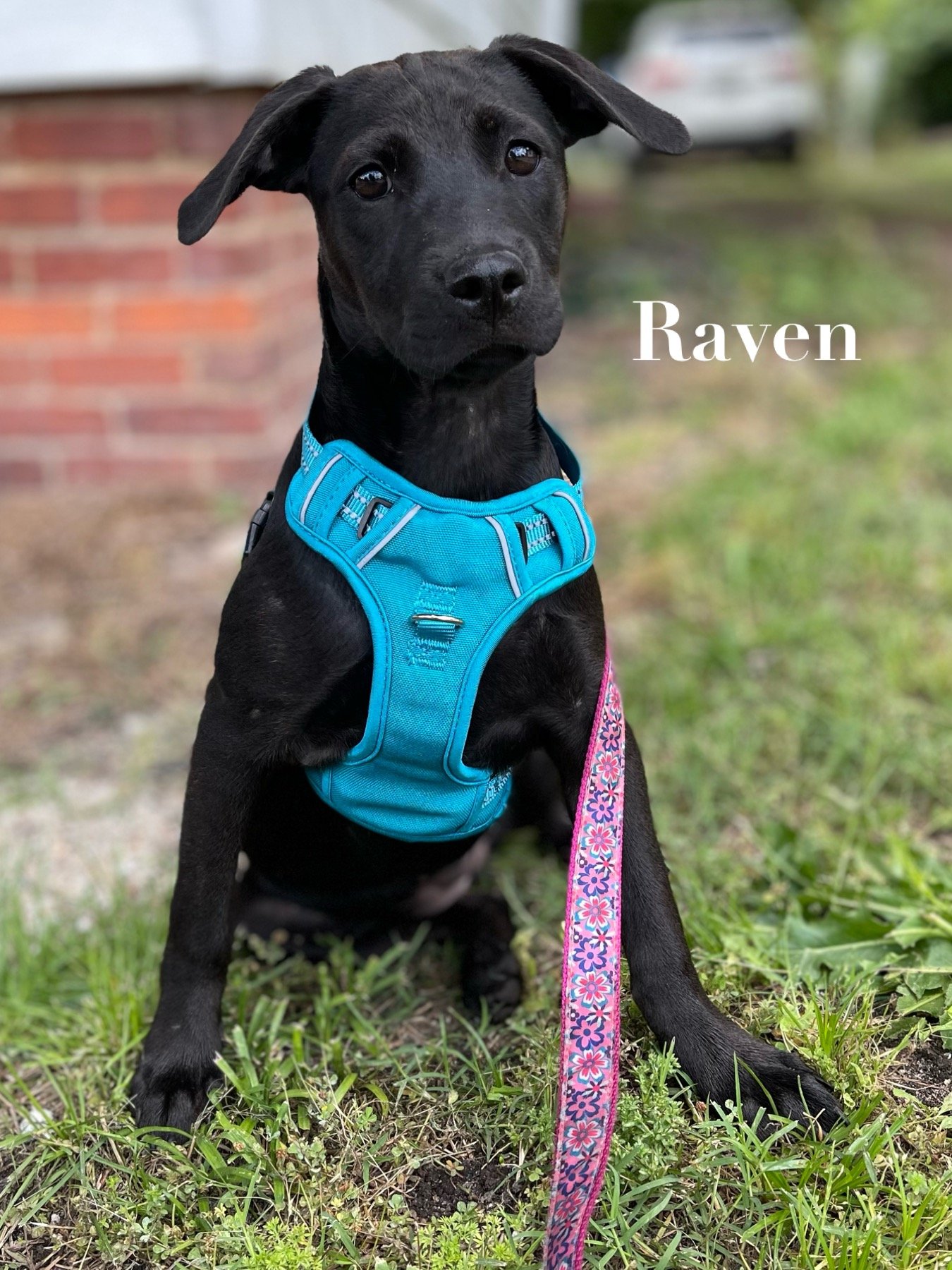 Raven