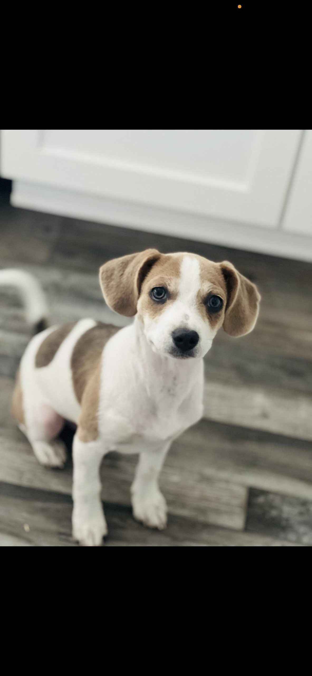 Bradley - The Cute Jack Russell