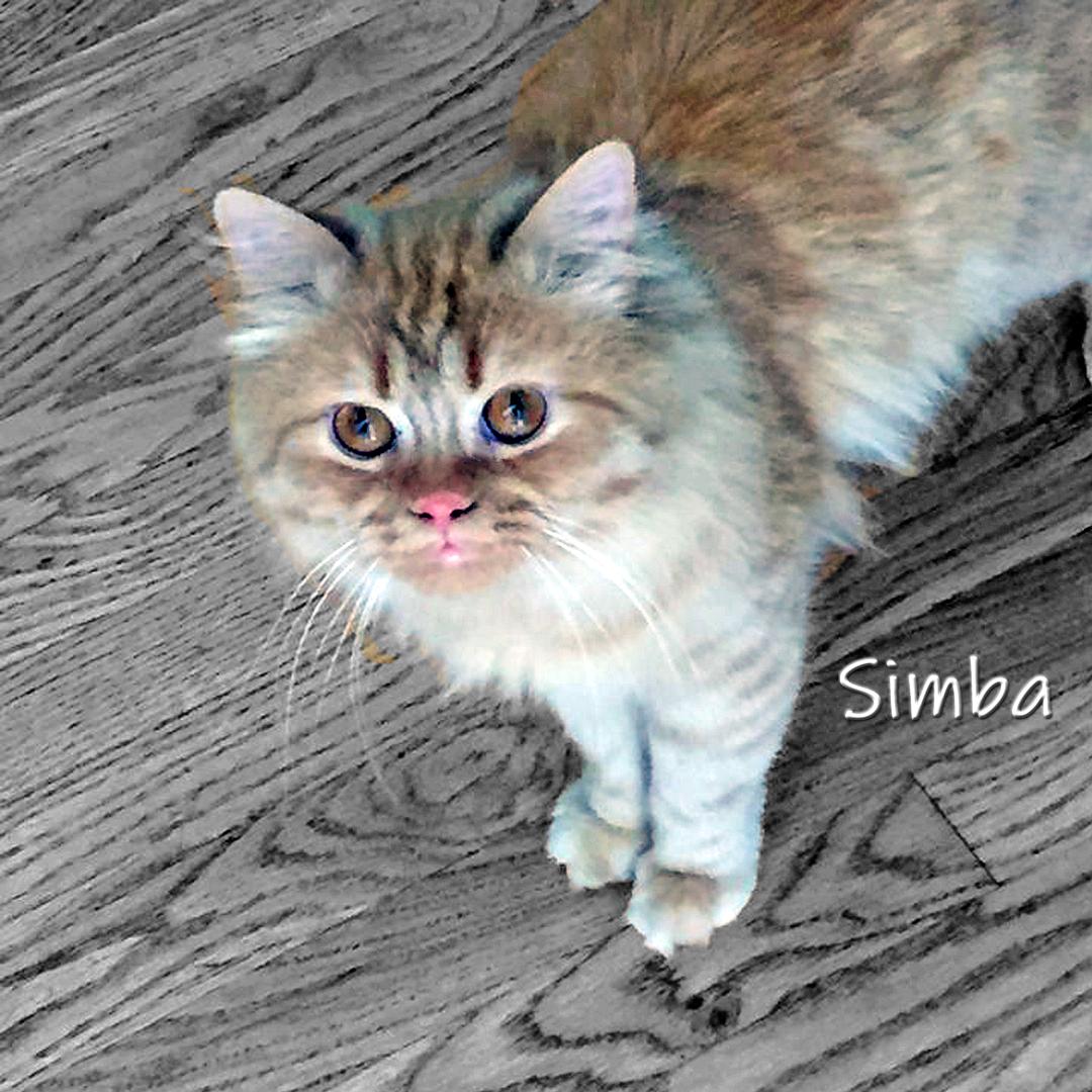 Simba