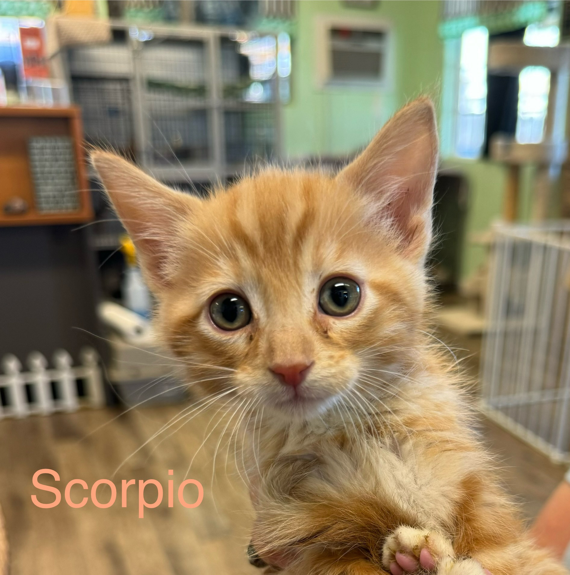 Scorpio