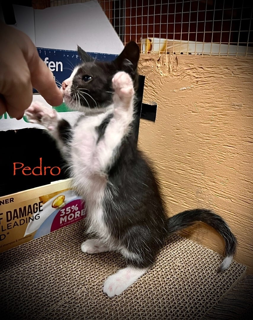 Pedro