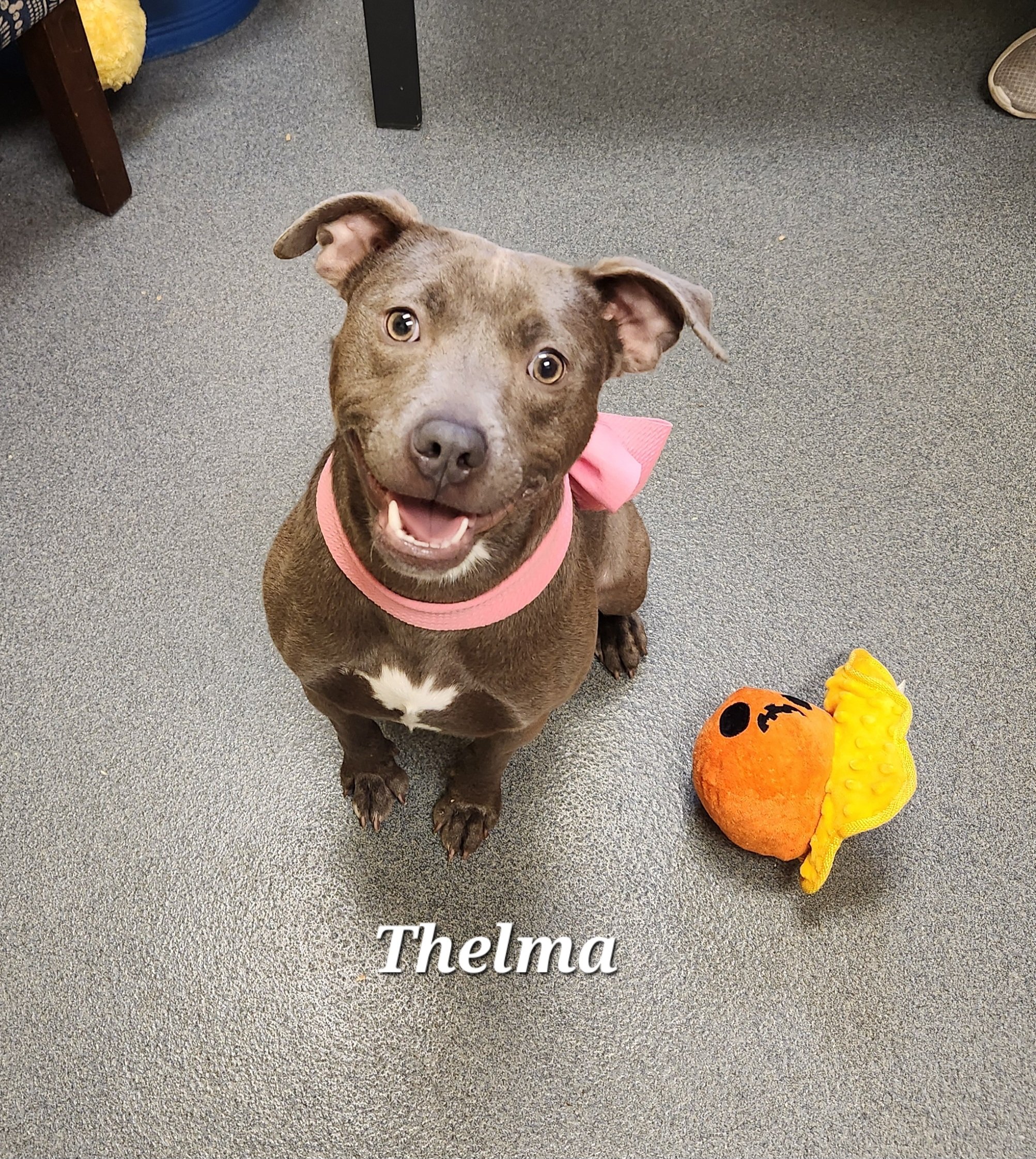 Thelma (came in with Louise)