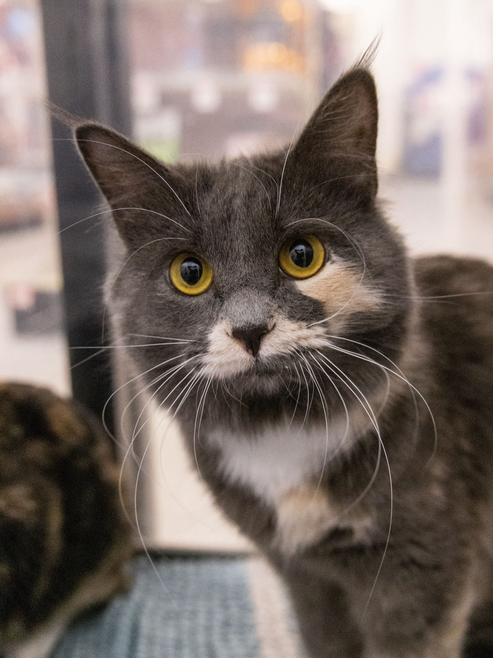 Magic and Shadow (bonded pair)