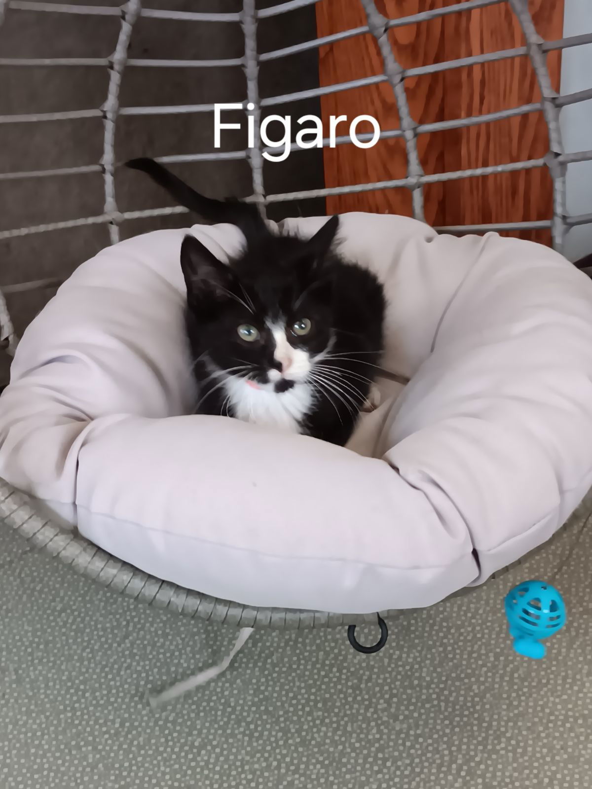 Figaro