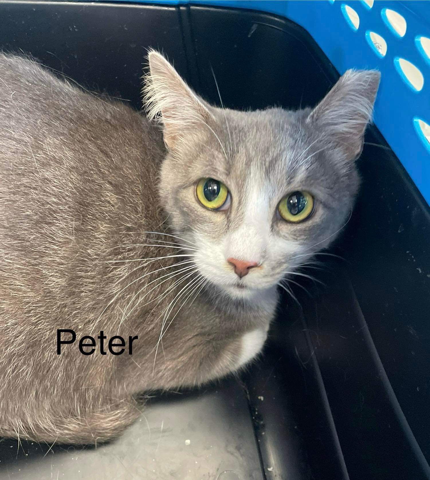 Peter