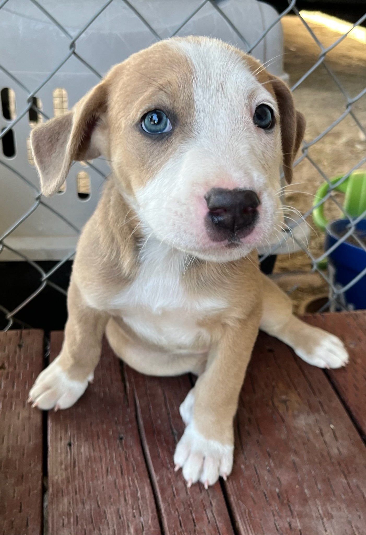 Baby staffie and shepherds!! Urgent!!