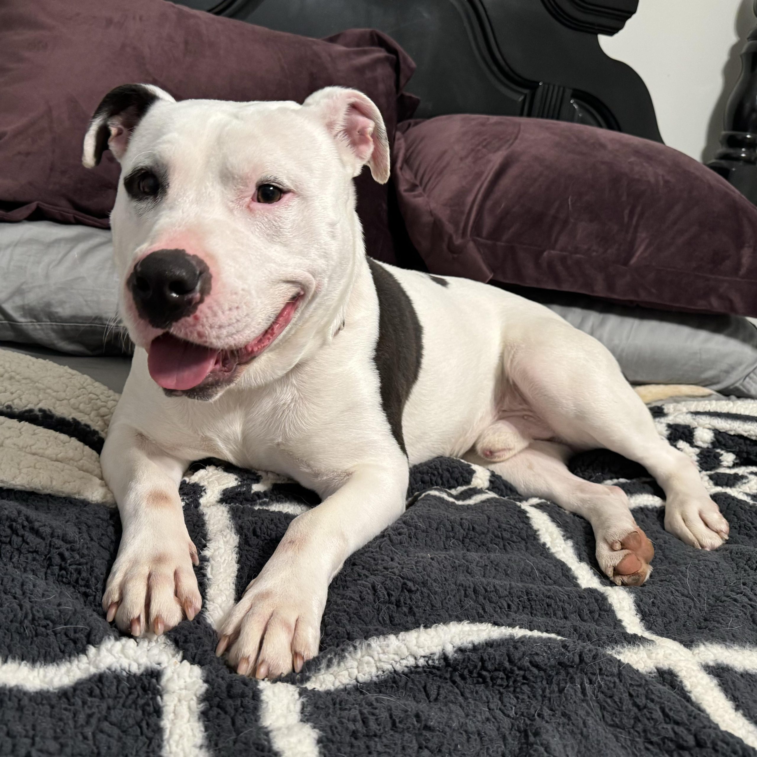 Spot (aka Dairy) (in foster)