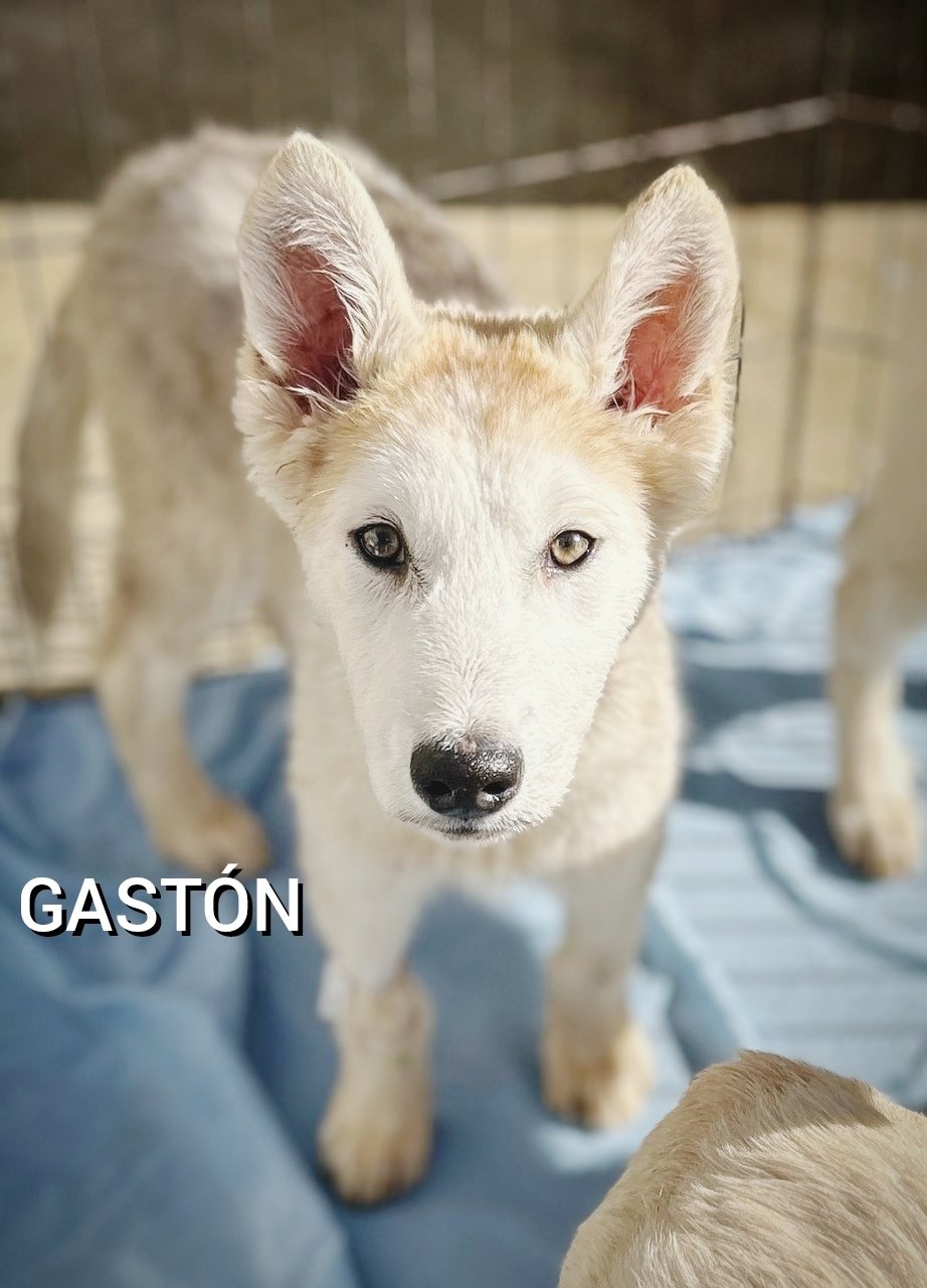 Gaston