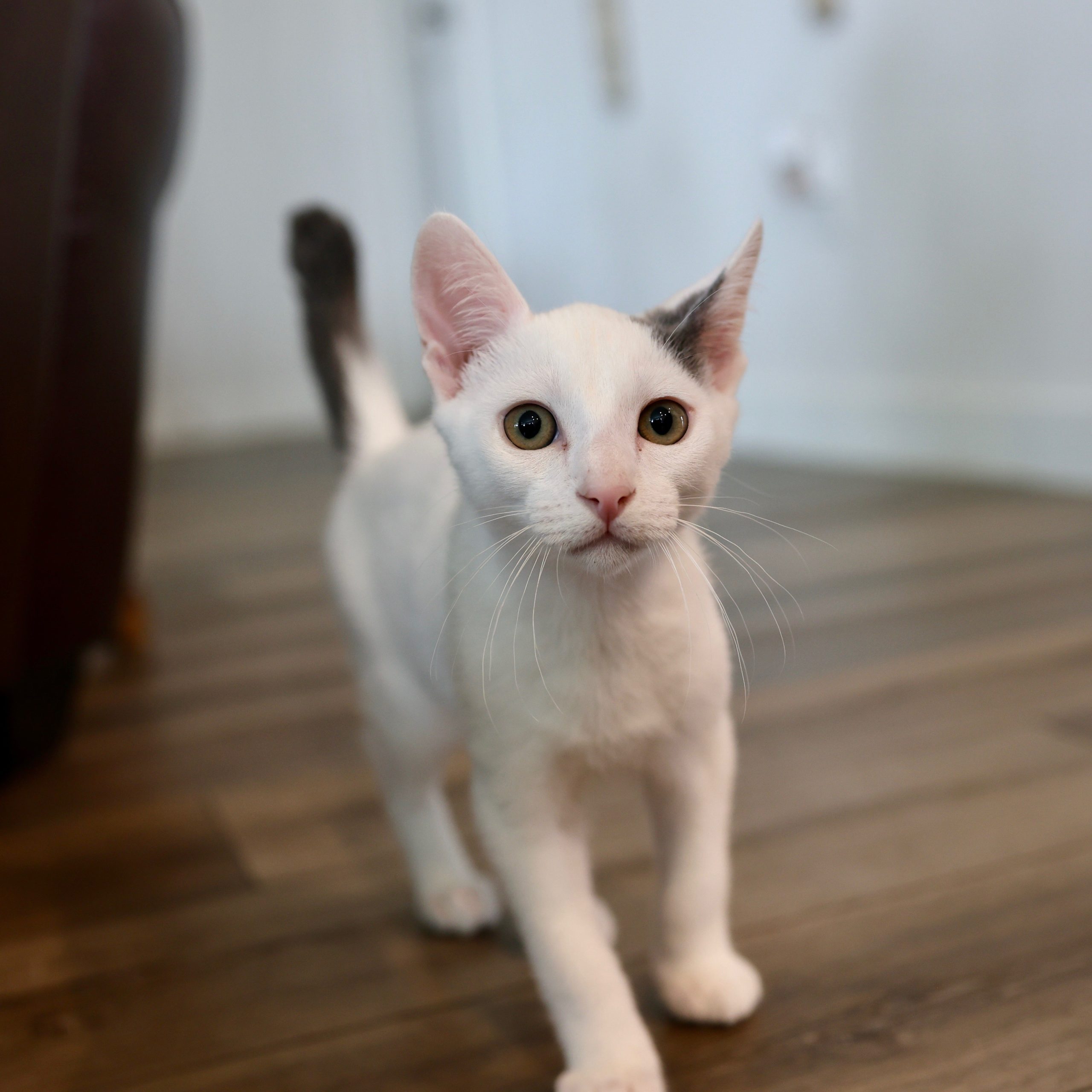 Charlie - North Conroe Petsmart