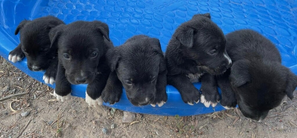 Border Collie Hush Pups !