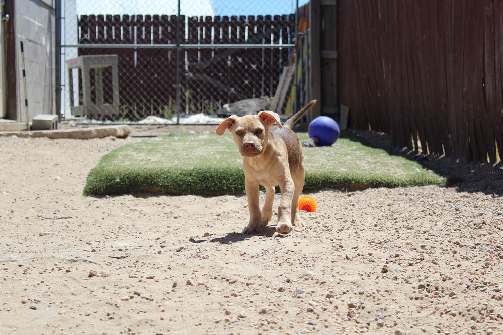 Goober ***RESCUE CENTER***