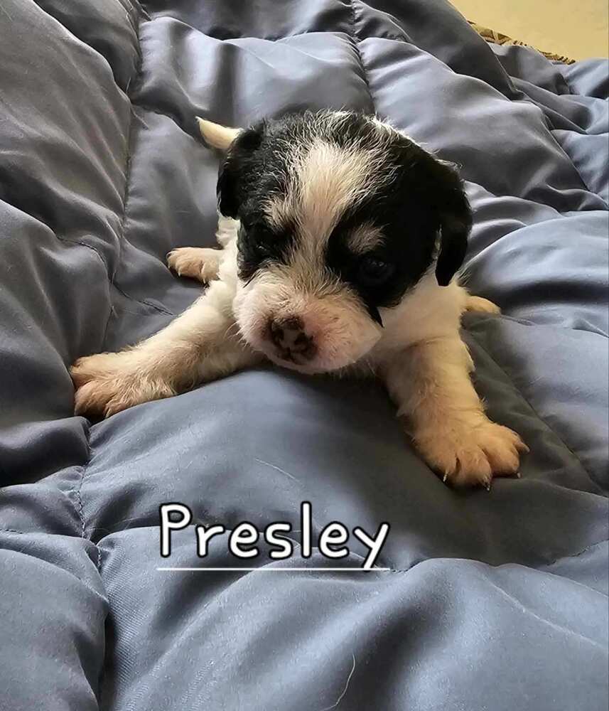 Presley