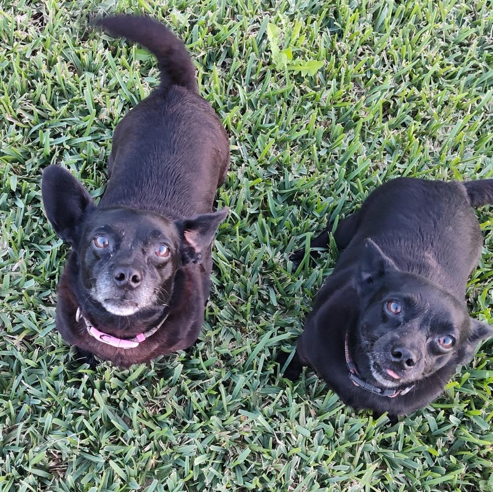 Laverne and Shirley BONDED