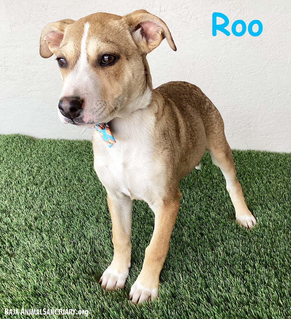 Roo