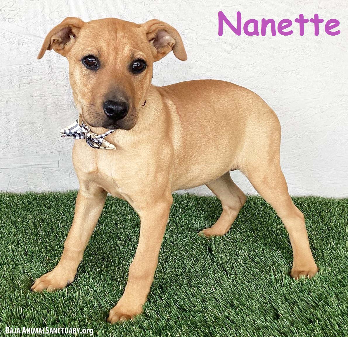 Nanette