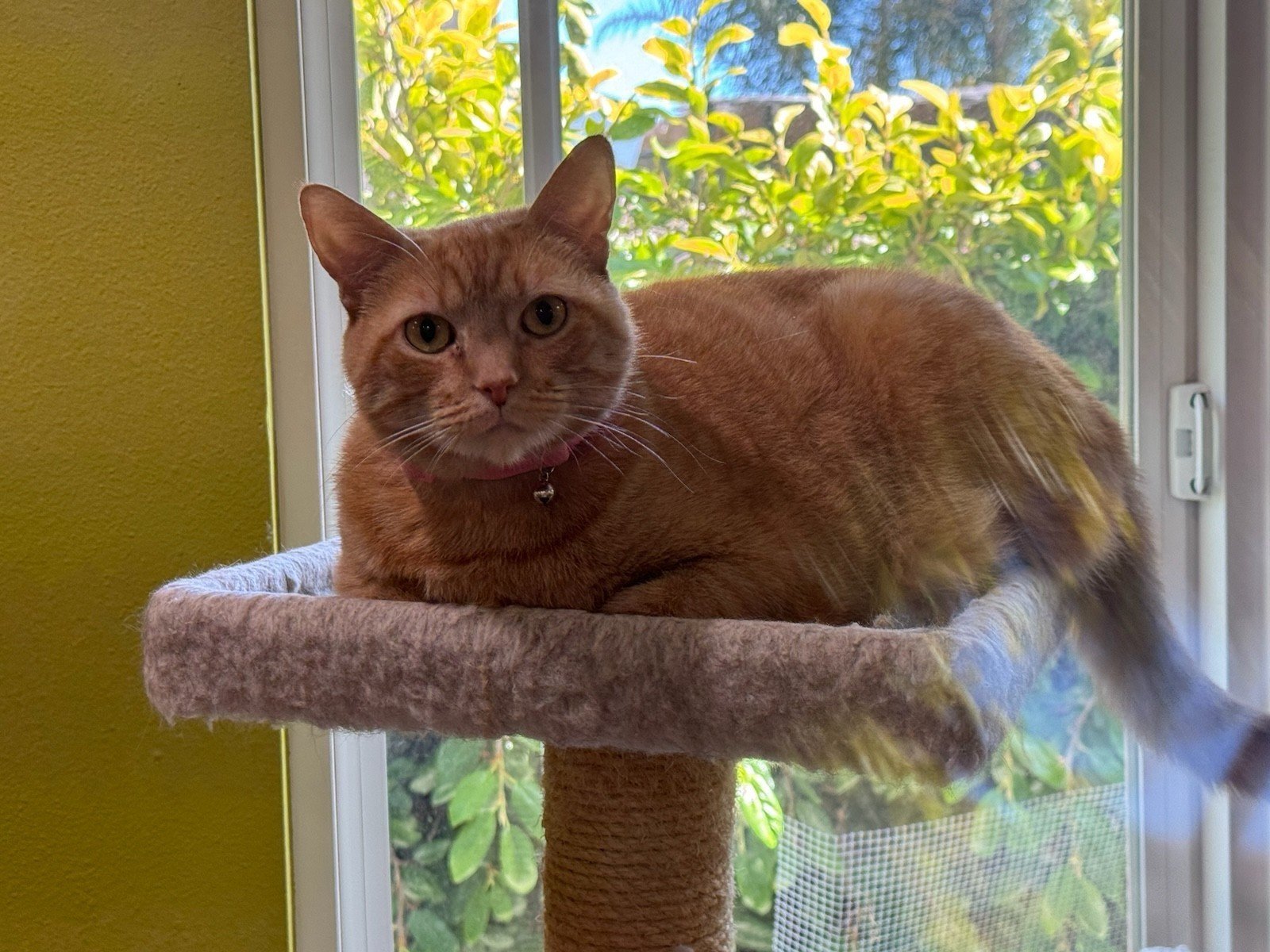 Nala The Rare & Beautiful Orange Girl (Best for Single-Cat Home)