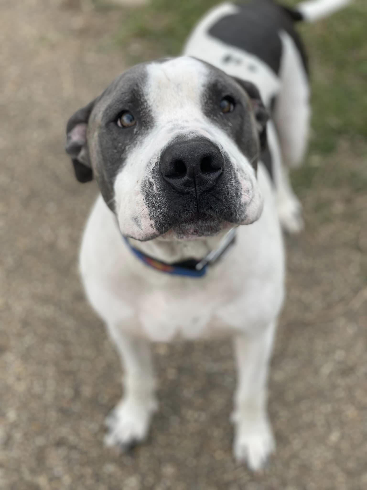 Marcus (out of state adoption)