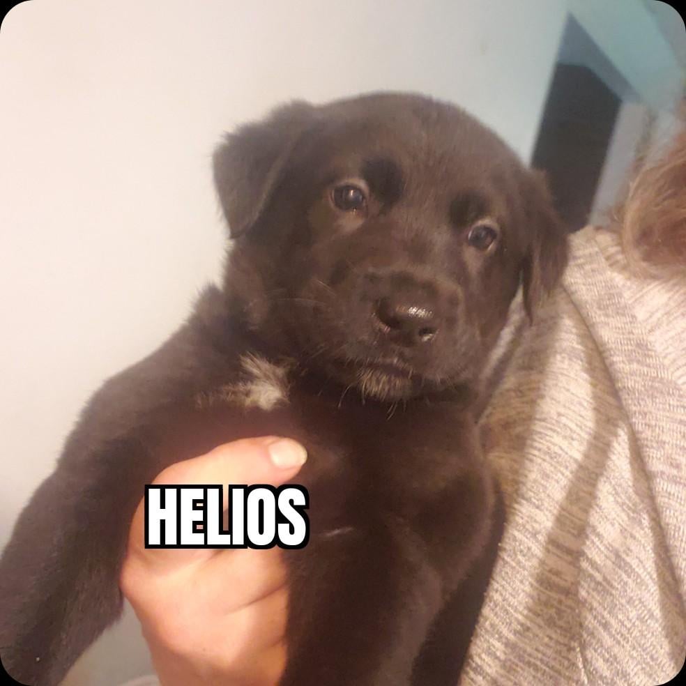 Helios