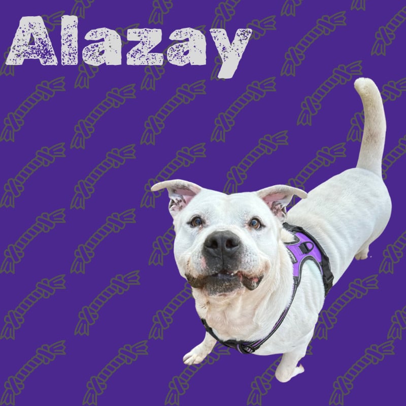 Alazay