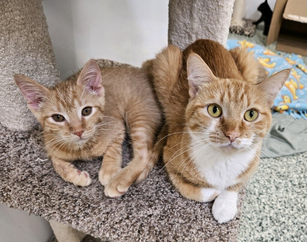 Catelyn and Bran - Adoption Fee Waived!