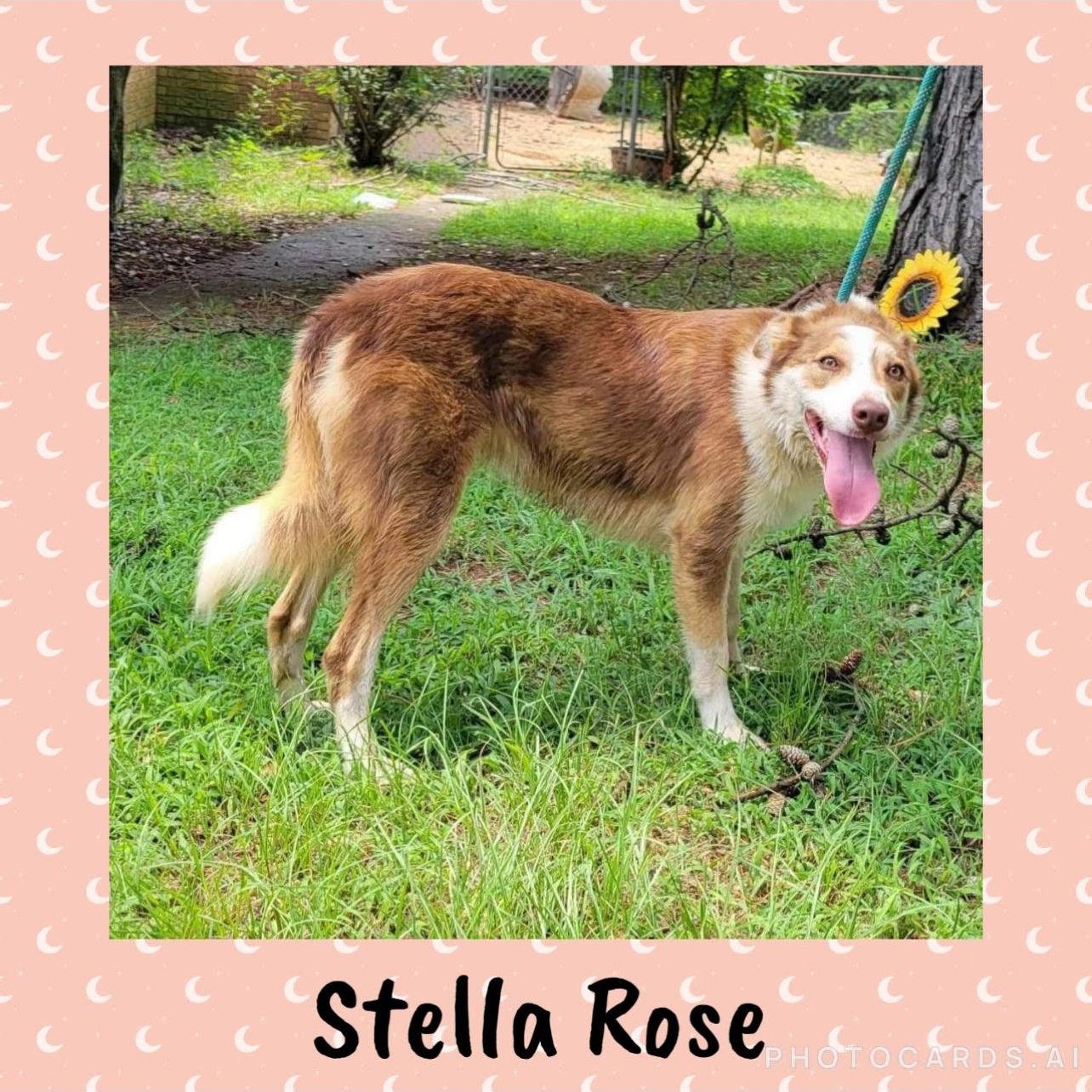 Stella Rose (foster to adopt)