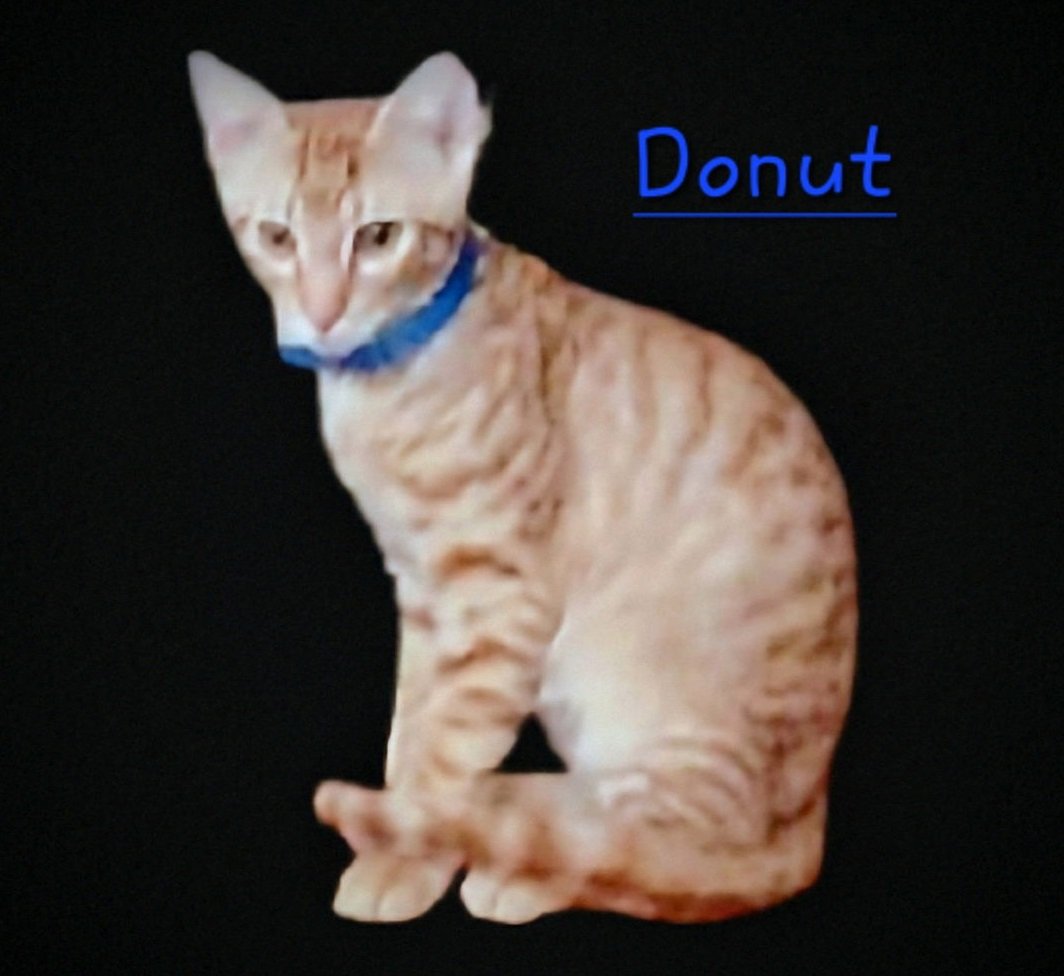 Donut #loves-treats