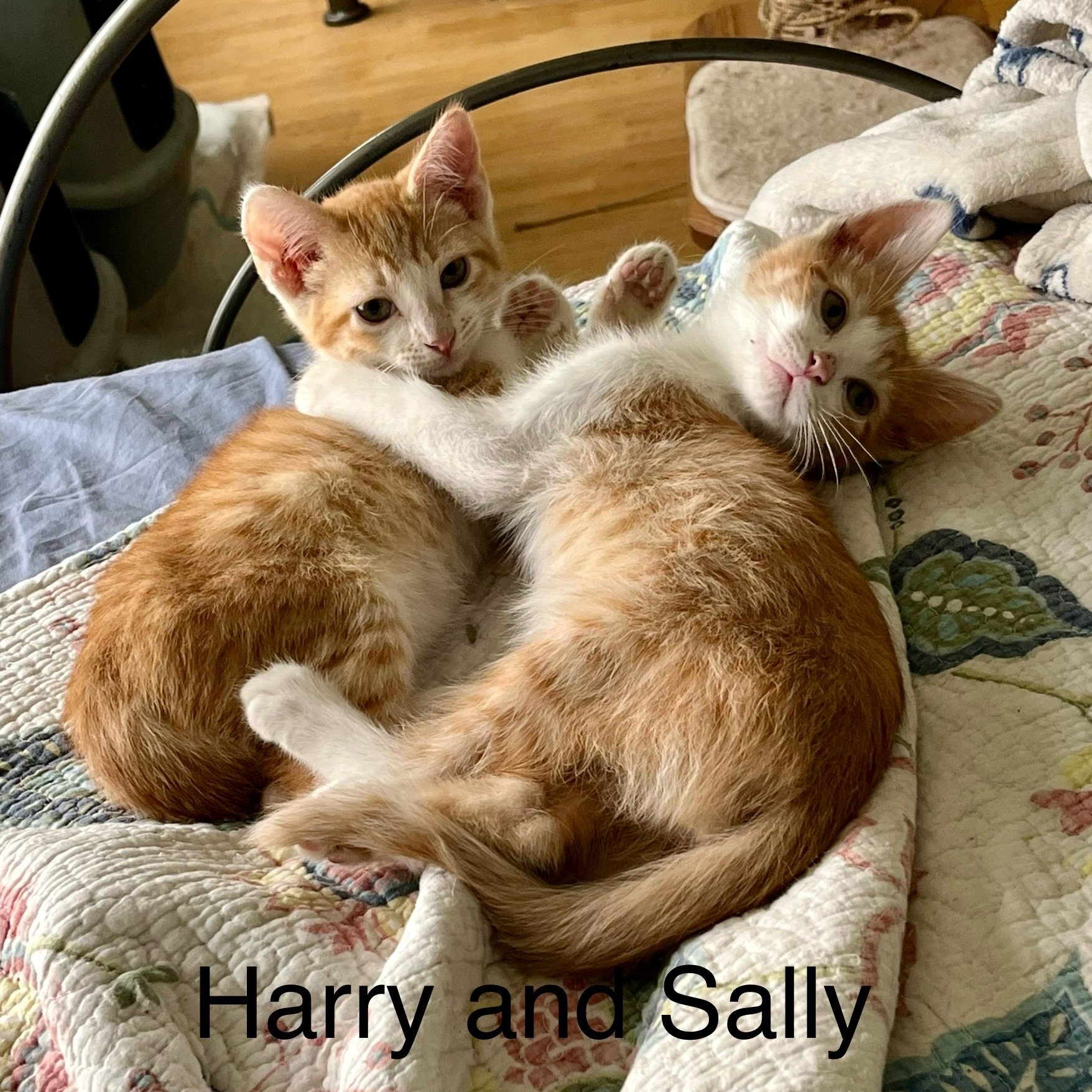 Harry and Sally (Bonded, Small Dog-Friendly, Cat-Friendly)