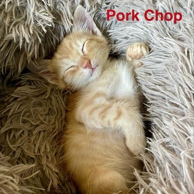 Pork Chop